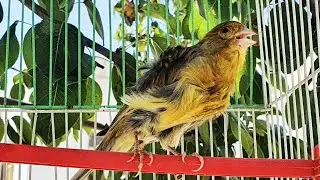 Parisian Frilled Canary Singing Beautifully ‐ الكناري الفريزي الباريسيان