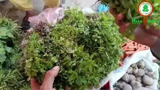 How to Buy Fresh Podina (Mint Leaves) | Easy Tips to Choose the Best Quality