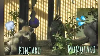 “Gorilla”Kintaro was chased and scolded by his father. Will he fight back?😅