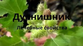 Дурнишник Лечебные свойства
