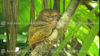 Funny Philippine tarsier Tarsius syrichta . Bohol Philippines