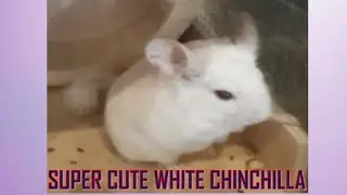BEAUTIFUL WHITE CHINCHILLA. #SHORT,#WHITECHINCHILLA,#NENEOFW,#ANIMALPET