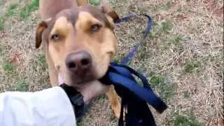 Marcone, available at Douglas County Animal Control