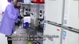 How to receive and store primary cells