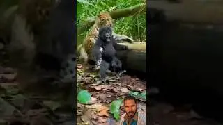 Baby gorilla attacked by leopard | गोरिल्ला के बच्चे पर चीते ने अटैक किया #viral