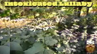 Intoxicated Lullaby - D3ADR3Y