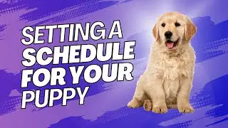 Creating the Perfect Puppy Routine || Dog Works Radio