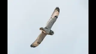 Short-eared Owl Flight | Parker | 4K
