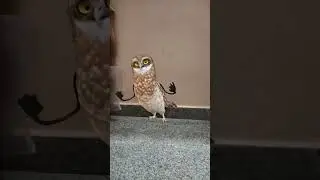 # owl dancing