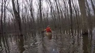 Canoeing the Minesing Swamp