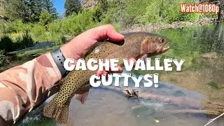 Cache Valley Cuttys! #tenkara