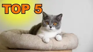 panier pour chat : TOP 5 des paniers pour chat &agrave; acheter en 2023