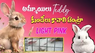 Pink Rabbits in Nallapadu Santha 🐇 | Repalle & Guntur Shocking Market Scene