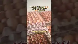 Lohman Brown Fresh Desi Eggs Available | Wholesale Peti Rates | Cargo Available All Over Pakistan 🇵🇰