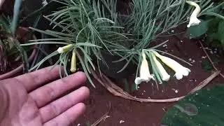 Catuaba-do-mato (Anemopaegma arvense)