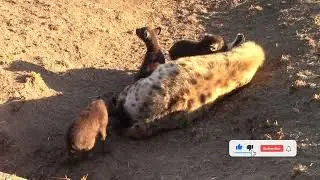 Beautiful Hyena Pups - Kruger National Park #hyena #krugernationalpark #safari #nature #kruger