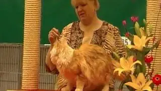 OliCa-Coons - Of PineTree Jumanyj at the CFA Show in Spain 2010.MP4