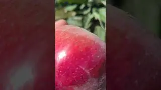 Коллоновидня яблоня