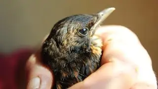 Feeding an Injured Baby Blackbird (Turdus merula). Alimentar beb&eacute; mirlo. Nourrir b&eacute;b&eacute; merle