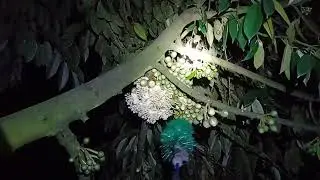 Ngày 24/11 quét phấn vườn ri6 đã xổ nhụy lác đác 