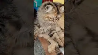 ❤️🔥❤️#kittencomedy #kittencomedy #mrsanjaycomedy #kittencomedy #funny #babycat