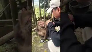 Never Give Food to Monkeys Ever 😯