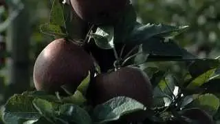 Apfelanbau in Niedersachsen -- Obstbauer Thorben Sumfleth