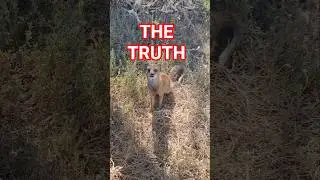 THE #TRUTH ABOUT #WILDLIFE #FILMS REVEALED #mongoose #mongooses #mangusta #Manguste #マングース #cynictis