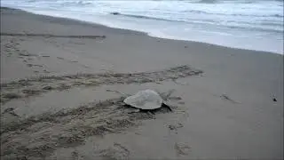 Turtle Nesting | Andaman & Nicobar | Department of Environment & Forest