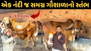 આર્યમાન ગૌશાળાનો ૧૧ લાખનો નંદી આર્ય 😱