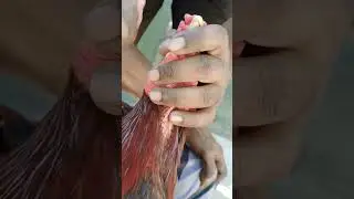 Aseel beak trimming #aseelcare #roosterfarm #birds #trimming #roosterfarm #fypシ゚viral