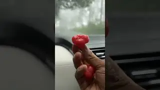 ചാമ്പക്ക😋Rose Apple #zeeshantechy #roseapple #travelvibes #foggy #roadtrip #travel #travelling