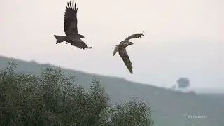 Black kite Vs Western marsh harrier