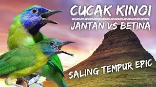 PANCINGAN CUCAK KINOI GACOR DORRR || SUARA PIKAT CUCAK KINOI ALAM LIAR