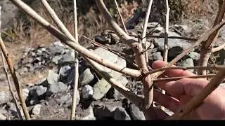 Pruning of Persimmon Plant ✂️🌿 | Easy Steps for Healthy Growth #persimmon#pruning#easy#plant