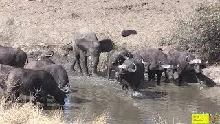 Young Elephant Charge Buffalo Herd
