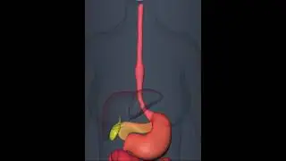 peristaltic movement of stomach esophagus (3D Animation)