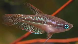 The Complete Guide To Keeping And Breeding The Sparkling Gourami (Chapter 1)