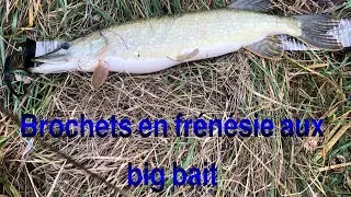 Brochets aux big baits en gravières 2024