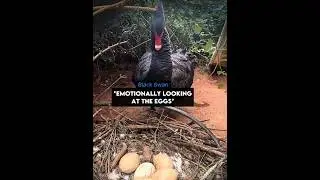 She’s So Proud of Her Eggs 🦢🥺  #shorts #swan #birds | @theblackswansisters/TT
