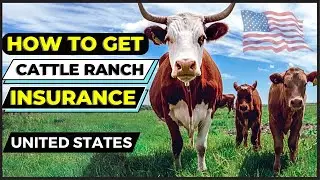 How to Get Cattle Ranch Insurance in United States in 2025 | Livestock and Cattle Insurance USA