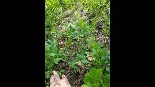Summer Wild Berry Foraging in the Northeast US