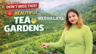  Day -2 Darjeeling Tourist Place l Happy Valley Tea ☕️ Garden To Batasia Loop Darjeeling 