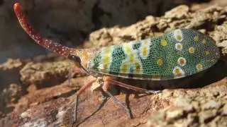 laternaria candelaria