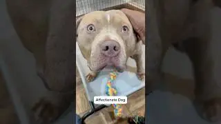 Is Your Dog This Clingy? Sharing My Bully's Affection