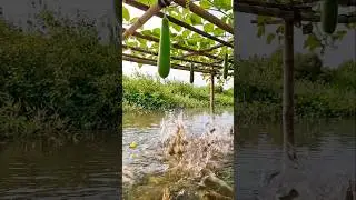 Wow! Amazing Polo Fishing Videos ! Best Big Fish Catching ! Primitive Technique fishing #fish #india