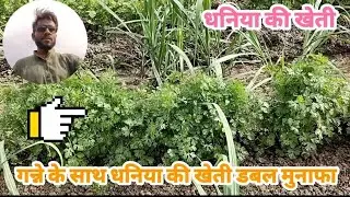 Sugarcane & Coriander Farming गन्ने के साथ धनिया की खेती।।