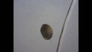 Leben im Wassertropfen