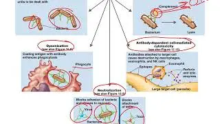 Chapter 17 - Adaptive Immunity Part 2-B-cells