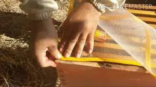 كيفية تركيب مصيدة البروبوليس وبعض النصائح